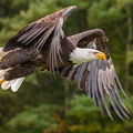 Bald Eagle (Haliaeetus leucocephalus), Canadian Raptor Conservancy, Vittoria, Ontario, Canada, Peter K Burian, 2018-10-17
